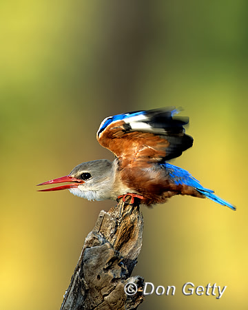 Grey-headed Kingfisher