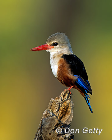 Grey-headed Kingfisher