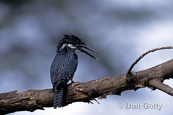 Giant Kingfisher