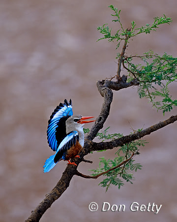 Grey-headed Kingfisher