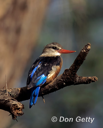 Grey-headed Kingfisher