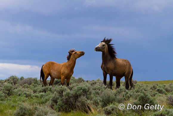 Horse_MG_7112