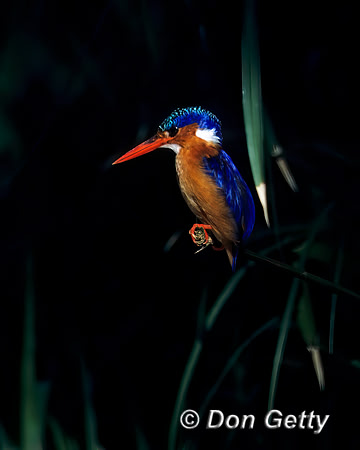 Malachite Kingfisher