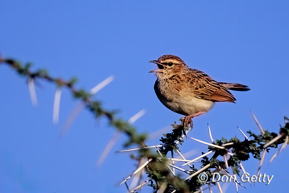 Fawn-coloured Lark