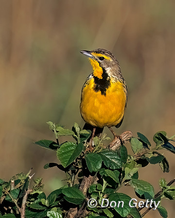 Yellow-throated Longclaw