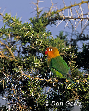 Fischer's Lovebird