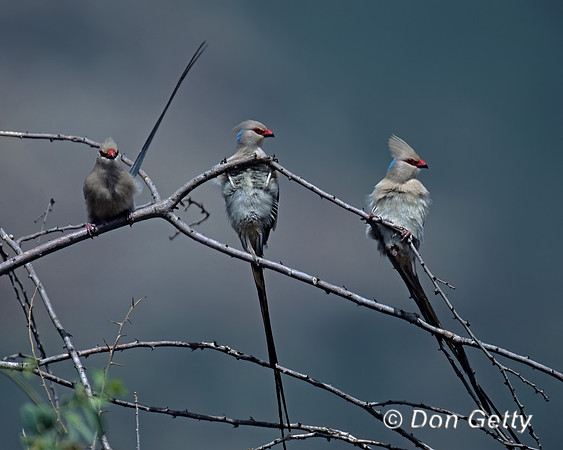 Blue-naped Mousebird