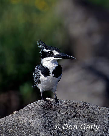 Pied Kingfisher