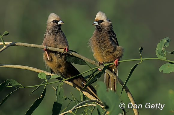 White-headed Mousebird