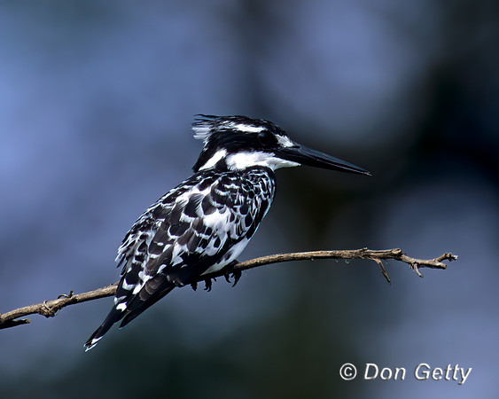 Pied Kingfisher