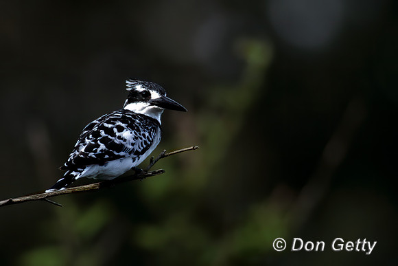 Pied Kingfisher