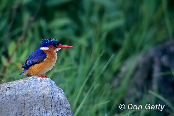 Malachite Kingfisher