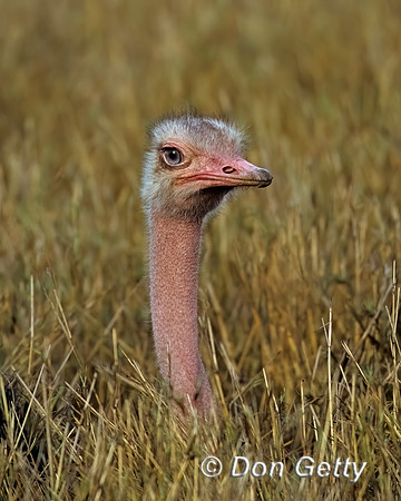 Common Ostrich