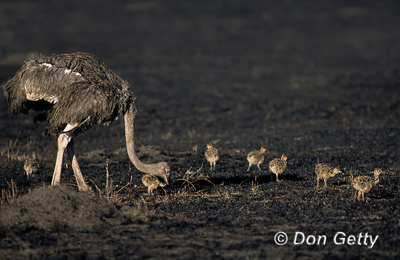 Common Ostrich