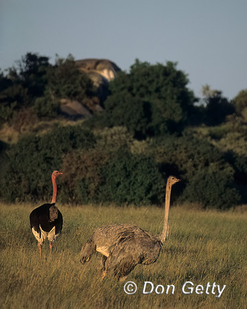 Common Ostrich