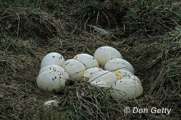 Common Ostrich