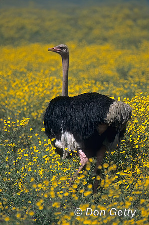 Common Ostrich