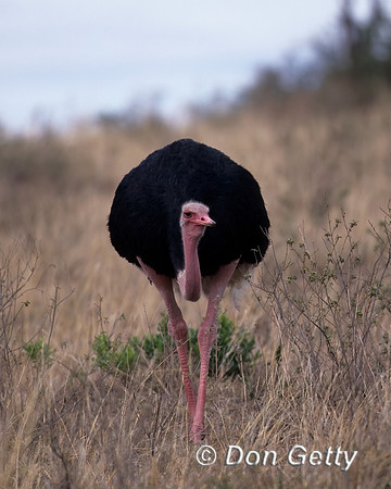 Common Ostrich