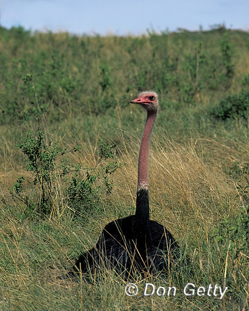 Common Ostrich