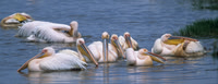 Great White Pelican
