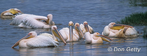 Great White Pelican