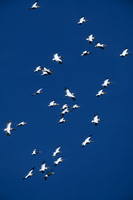 Great White Pelican