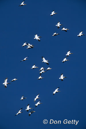 Great White Pelican