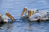 Great White Pelican