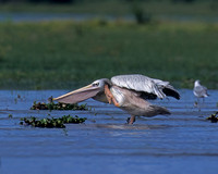 Pink-backed Pelican