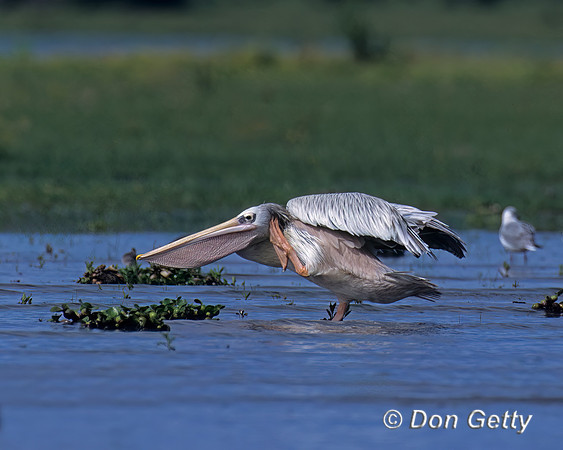 Pink-backed Pelican
