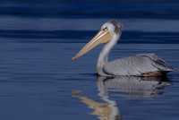 Pink-backed Pelican
