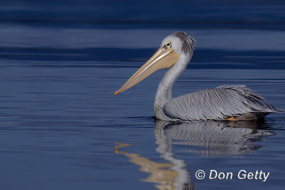 Pink-backed Pelican