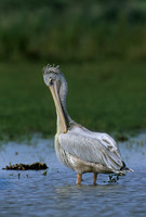 Pink-backed Pelican