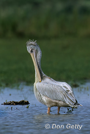 Pink-backed Pelican