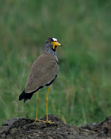 African Wattled Plover
