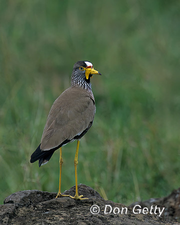 African Wattled Plover