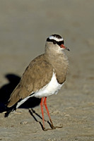 Crowned Lapwing
