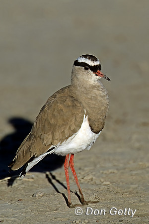 Crowned Lapwing