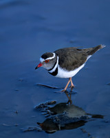 Three-banded Plover