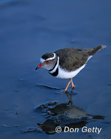Three-banded Plover