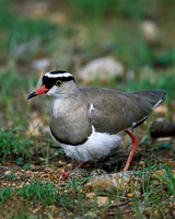 Crowned Lapwing