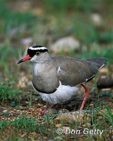 Crowned Lapwing