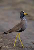 African Wattled Plover