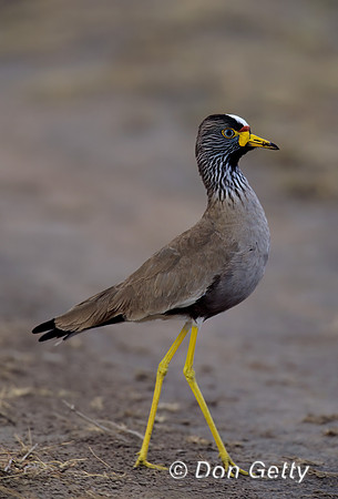 African Wattled Plover