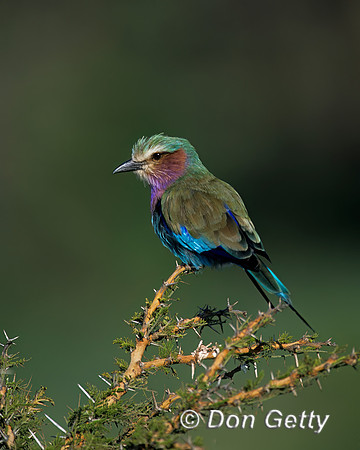 Lilac-breasted Roller