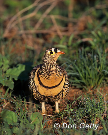 Black-faced Sandgrouse,