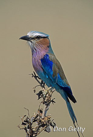 Lilac-breasted Roller
