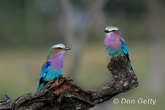 Lilac-breasted Roller