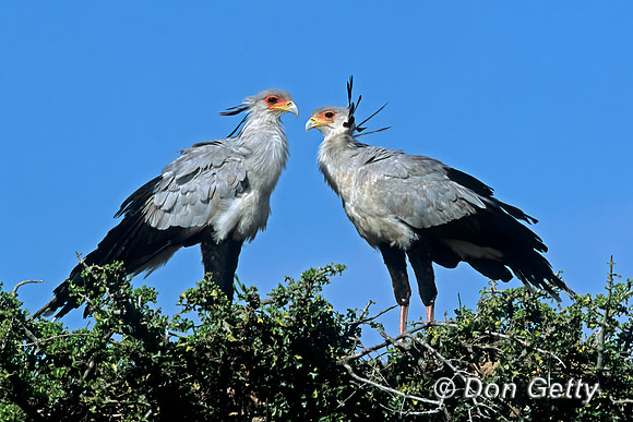 Secretary Bird
