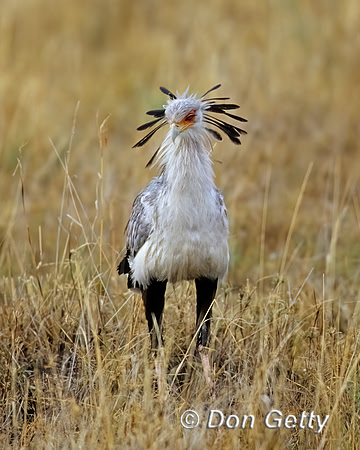 Secretary Bird